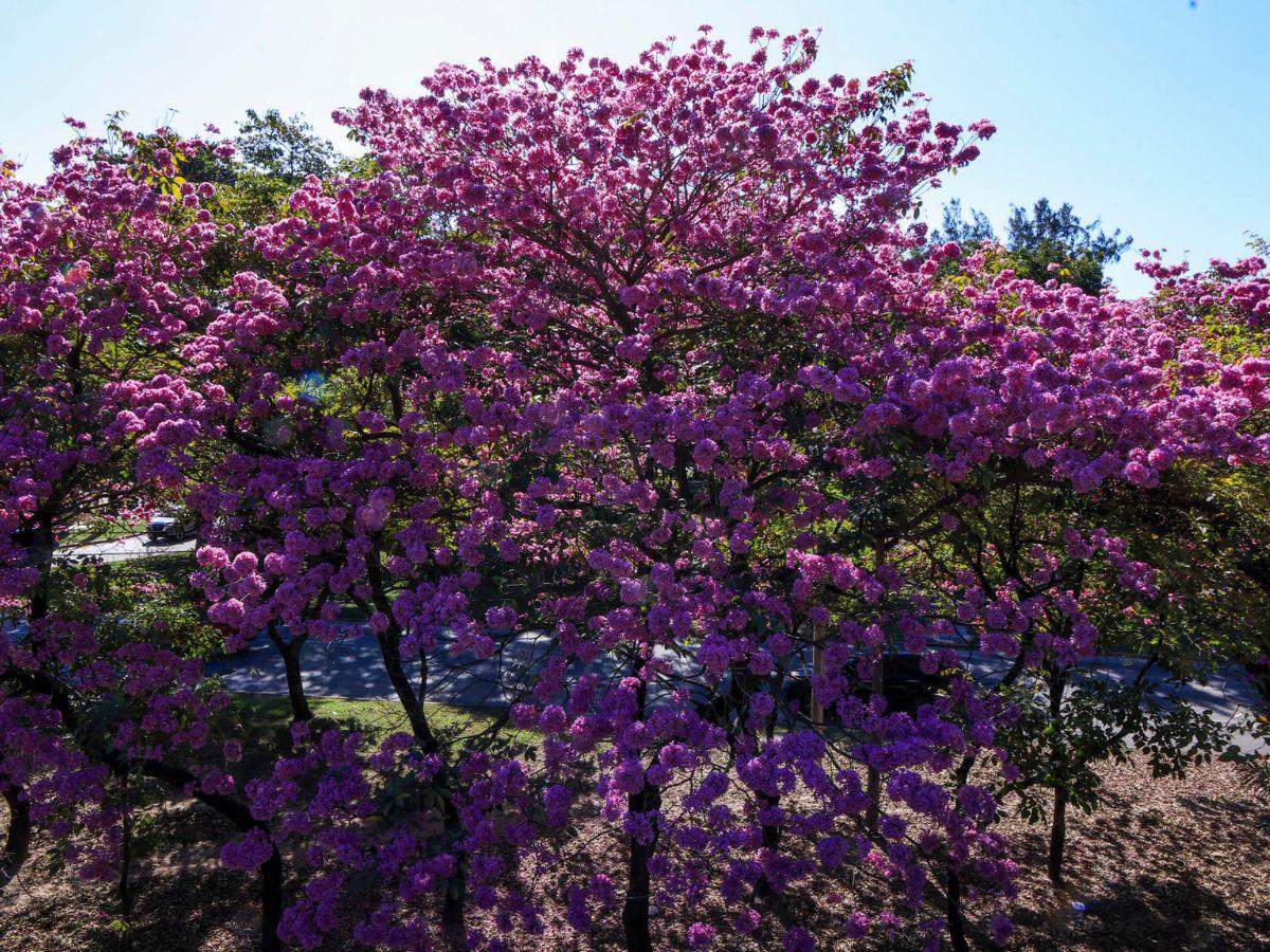 Con el estallido amarillo y rosa de los guayacanes: así lucen las calles en Centroamérica