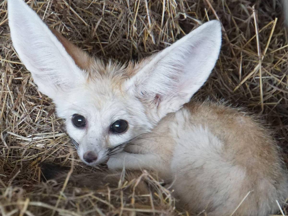 Animales comprados, gatos y perros envenenados: Situación en 'santuario' de Frank Cuesta