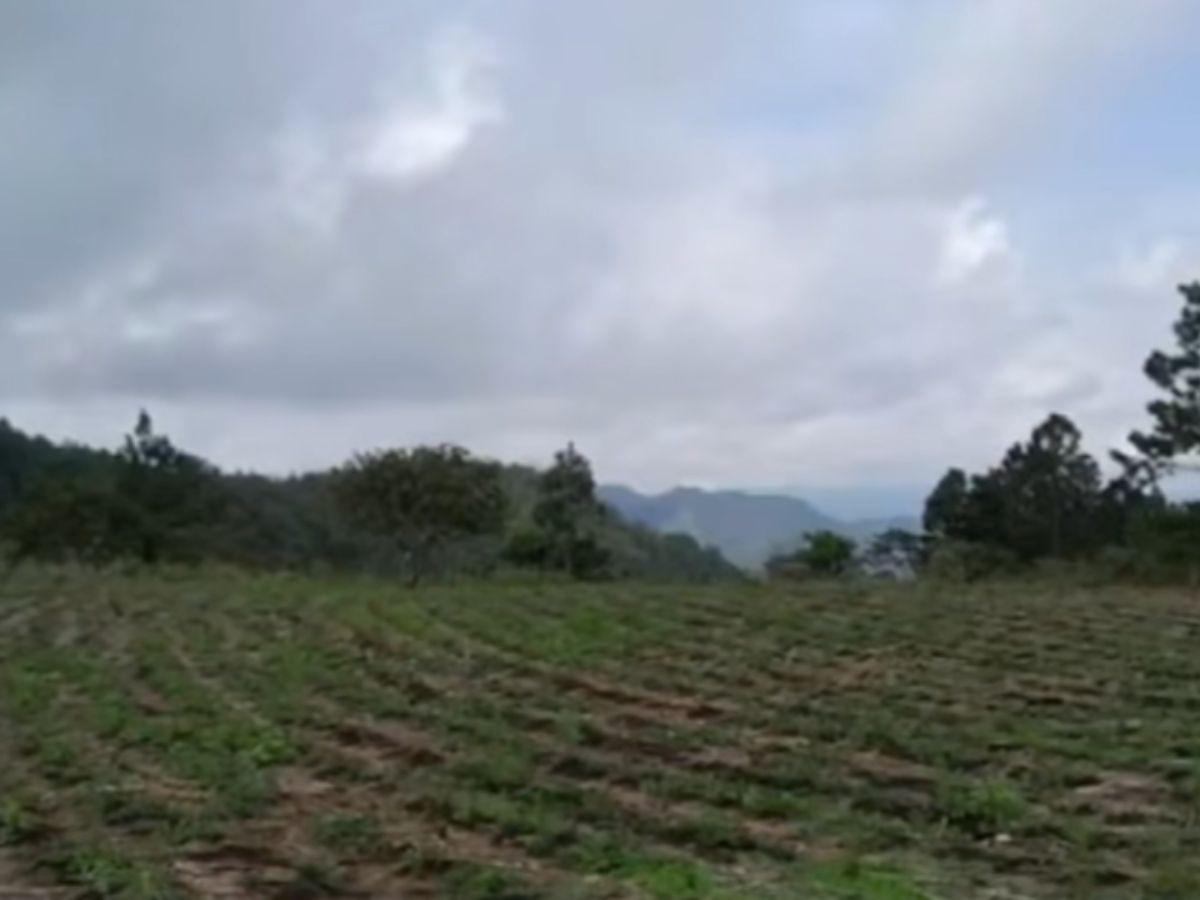 Solo hallaron su ropa y su pelo: Vanessa Verde, encontrada en estado de descomposición