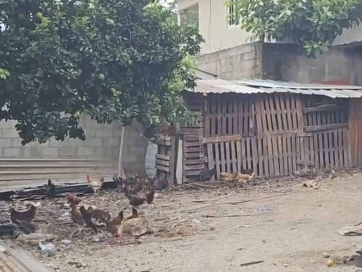 Su amigo lo mató, lo enterró y luego fingió buscarlo: caso de Joel en SPS