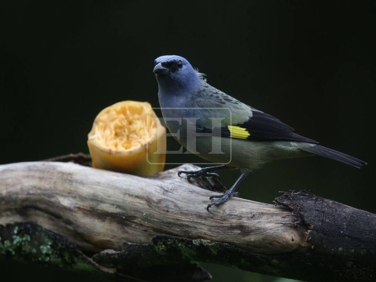 Un recorrido entre las aves que anidan en el corazón verde de Honduras