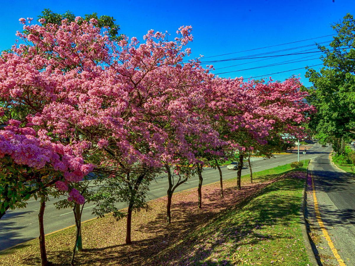 Con el estallido amarillo y rosa de los guayacanes: así lucen las calles en Centroamérica