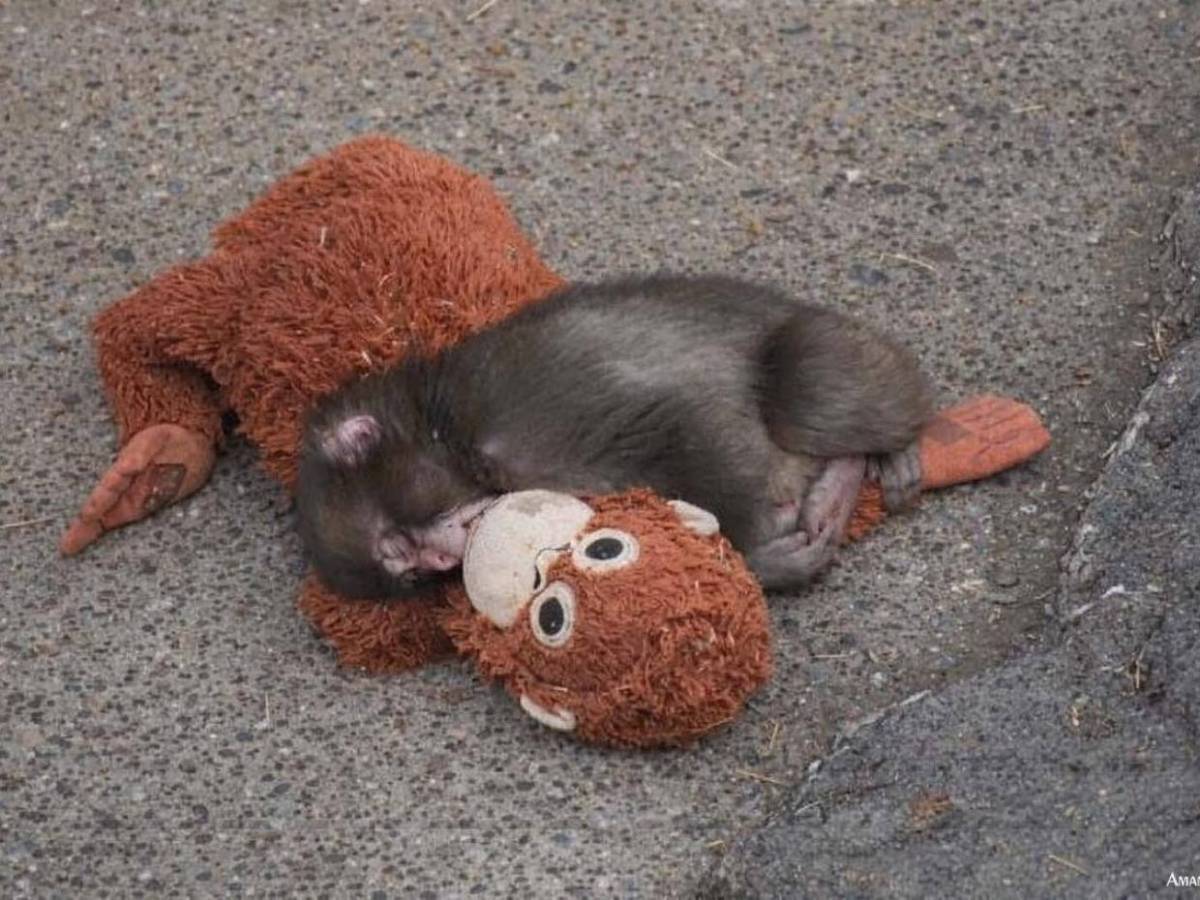 Punch, el mono del peluche, encuentra amigos y aceptación en su manada