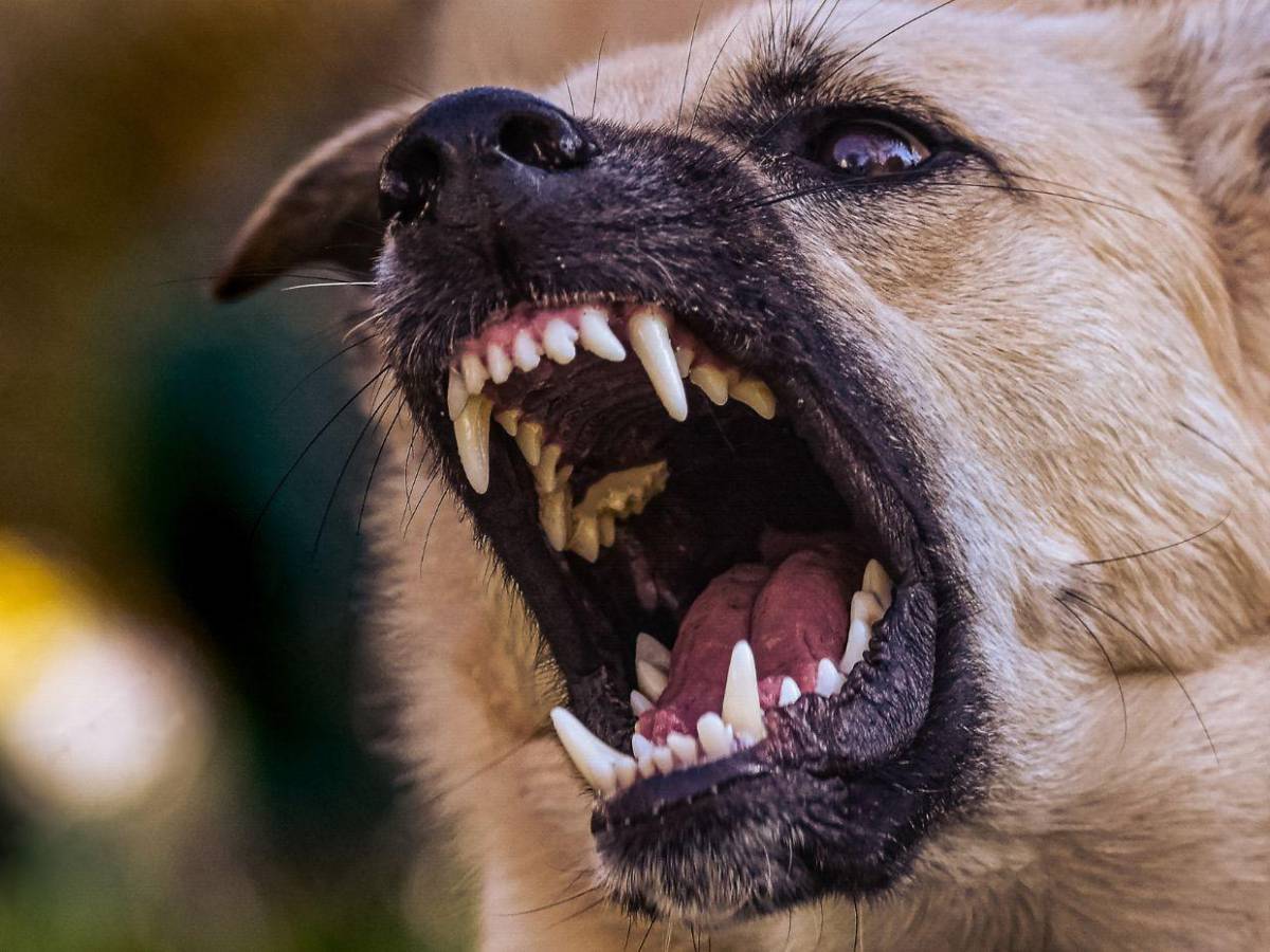 Violento ataque de perros en La Ceiba: Primero atacaron a la esposa, ahora lo matan a él: