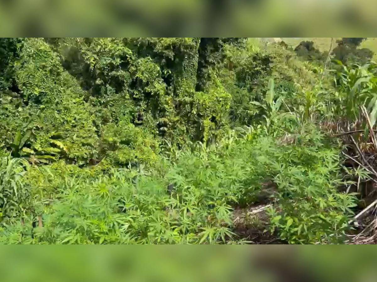 En fotos: así fue el aseguramiento de dos plantaciones de supuesta marihuana en Colón