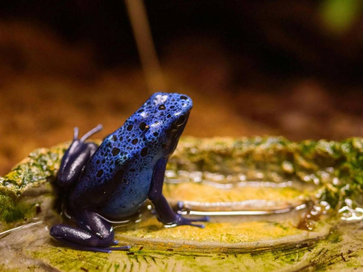 Diminuta pero letal, así es la rana dardo usada contra Navalni, ¿cómo afecta al cuerpo?