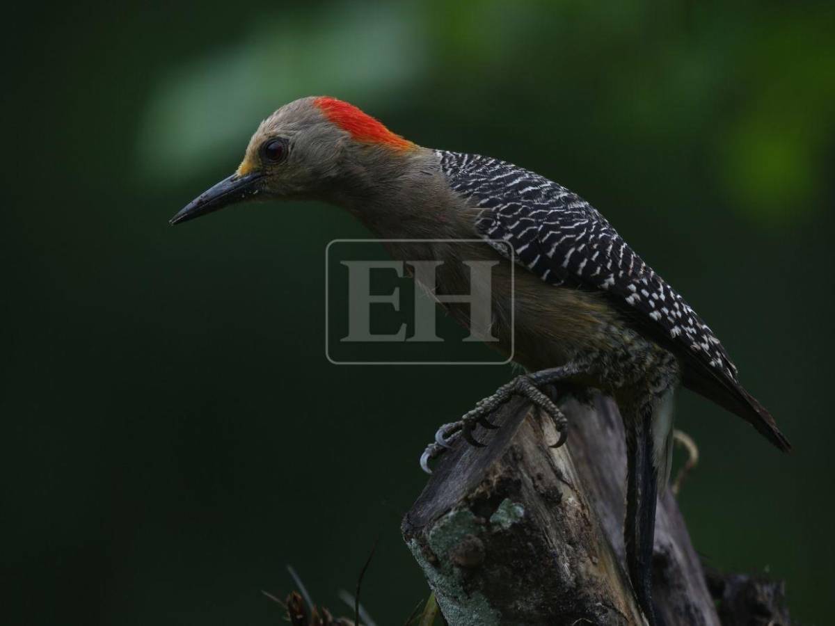 Un recorrido entre las aves que anidan en el corazón verde de Honduras