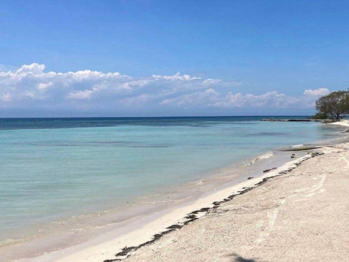 EN FOTOS: sargazo invade playas de Utila; autoridades activan plan de limpieza