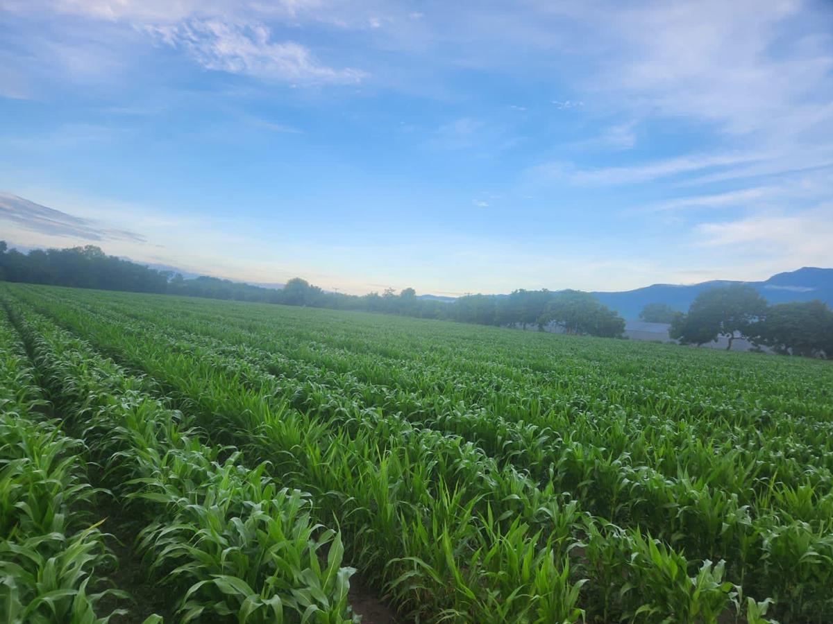 <i>Se espera en 2024 y 2025 con fondos del BCIE, ampliar la oferta a un Programa de Crédito para la Agroindustria y Cajas Rurales.</i>