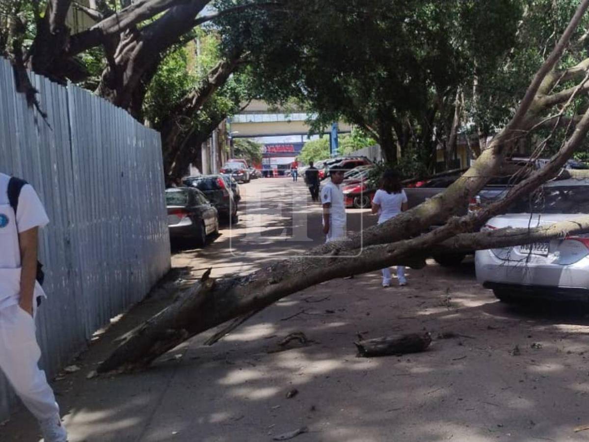 Árbol cae sobre varios vehículos frente a Facultad de Medicina: estudiante se salva de ser aplastado