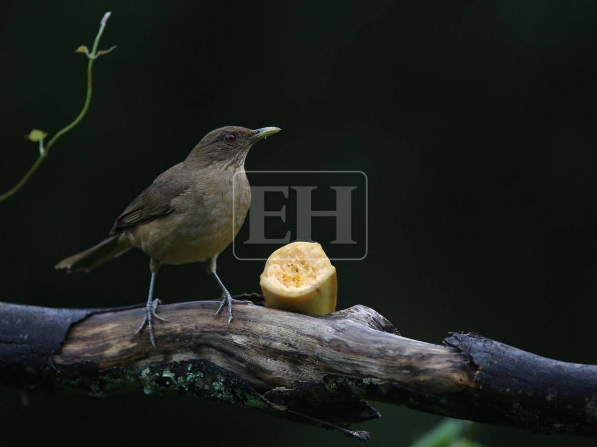 Un recorrido entre las aves que anidan en el corazón verde de Honduras
