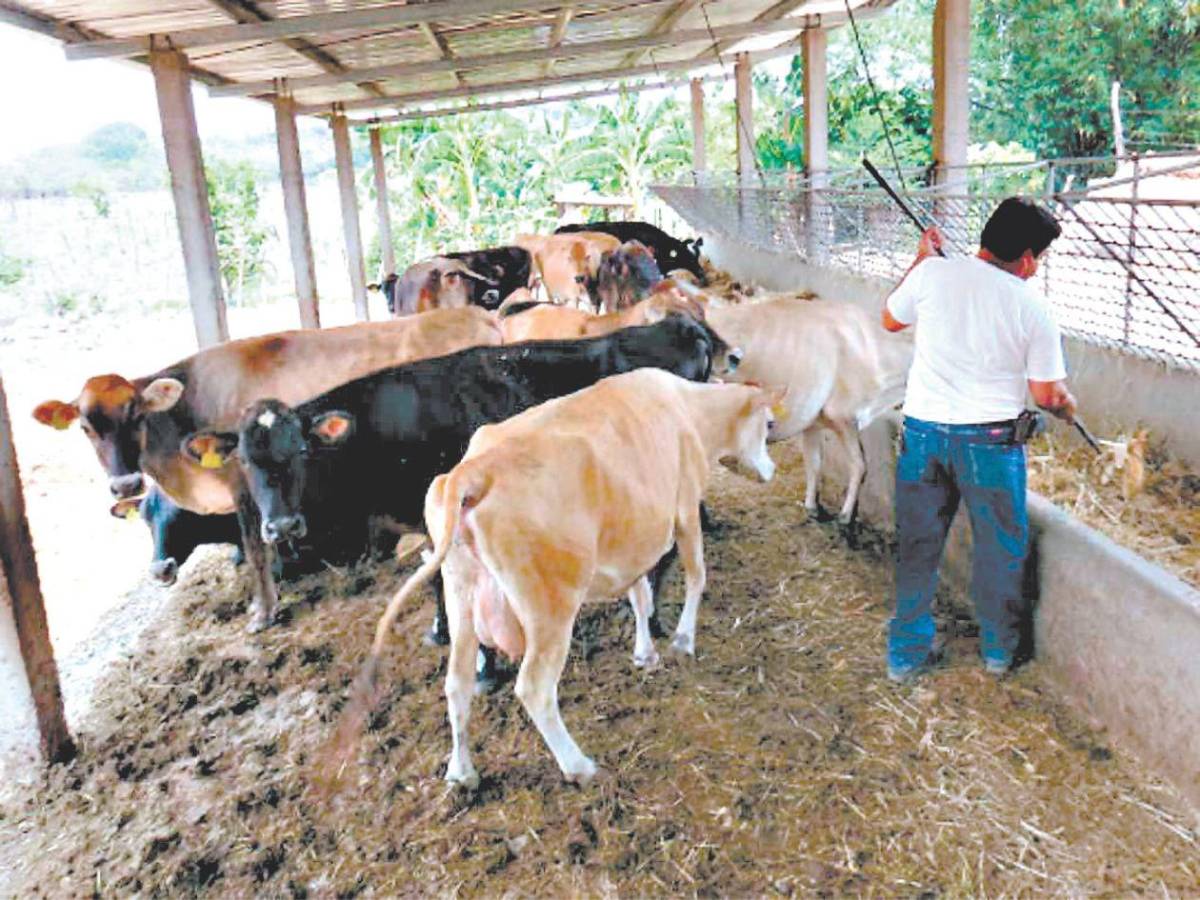 ¿Qué es la miasis y cómo puede causar la muerte?