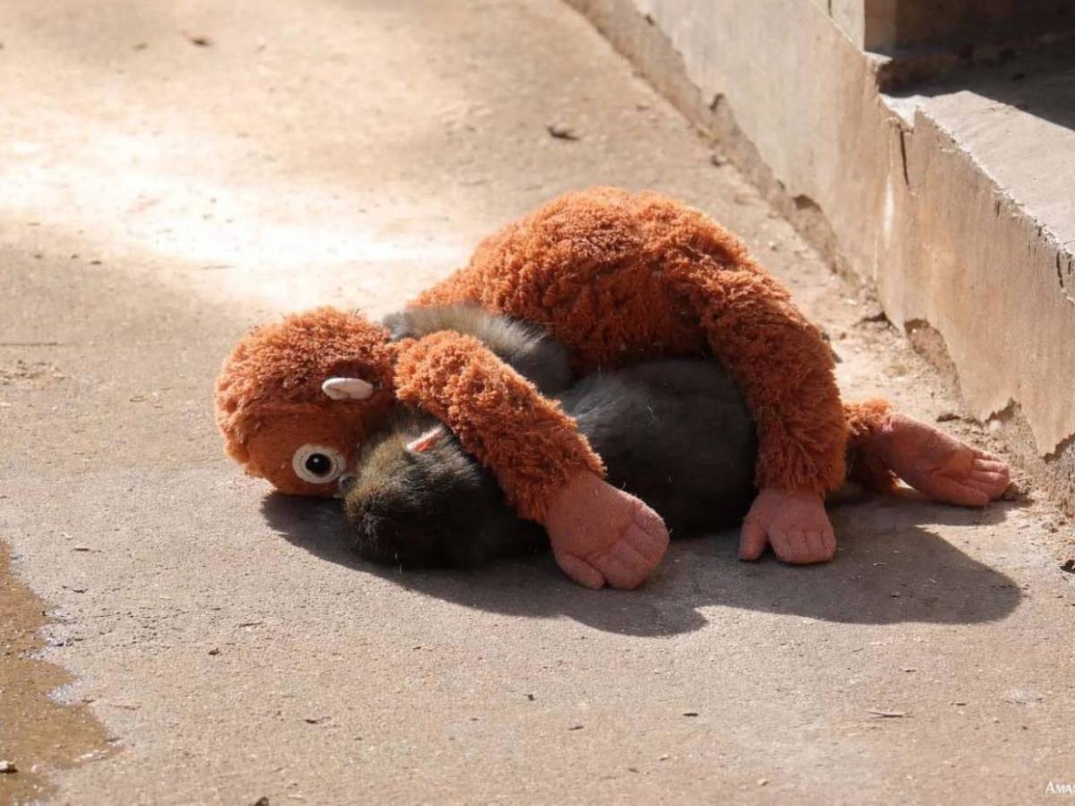 Punch, el mono del peluche, encuentra amigos y aceptación en su manada