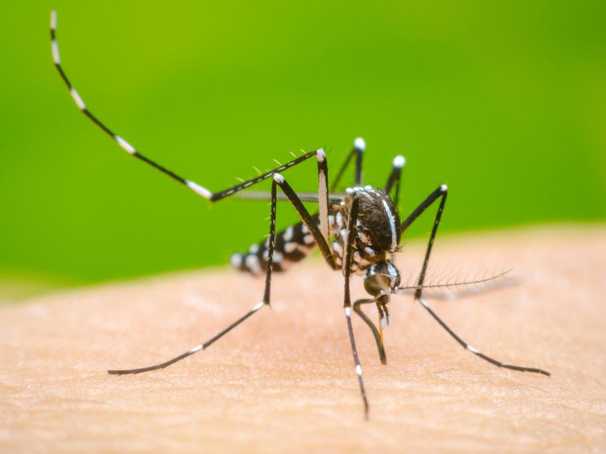 Salud no declarará emergencia sanitaria por dengue: “En estos momentos no se cumplen los criterios”