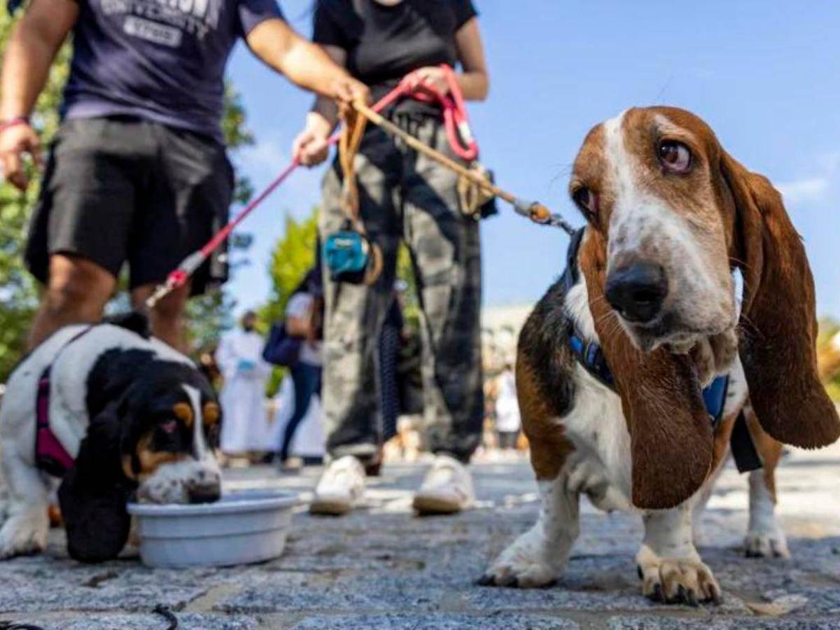 Más mascotas abandonadas en el Reino Unido por la carestía de la vida