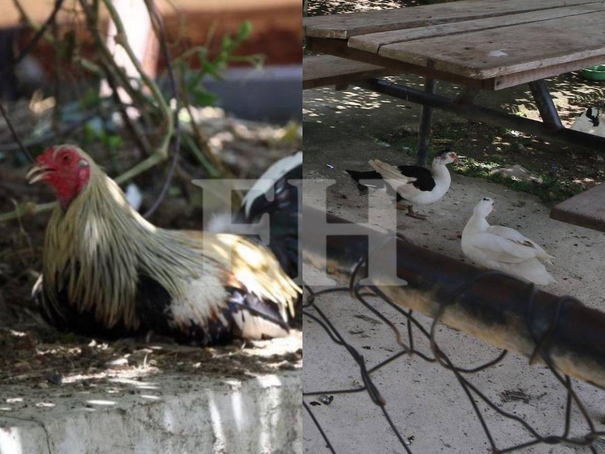 Pelea de gallos, criadero de peces y patos: Támara está lejos de ser una cárcel