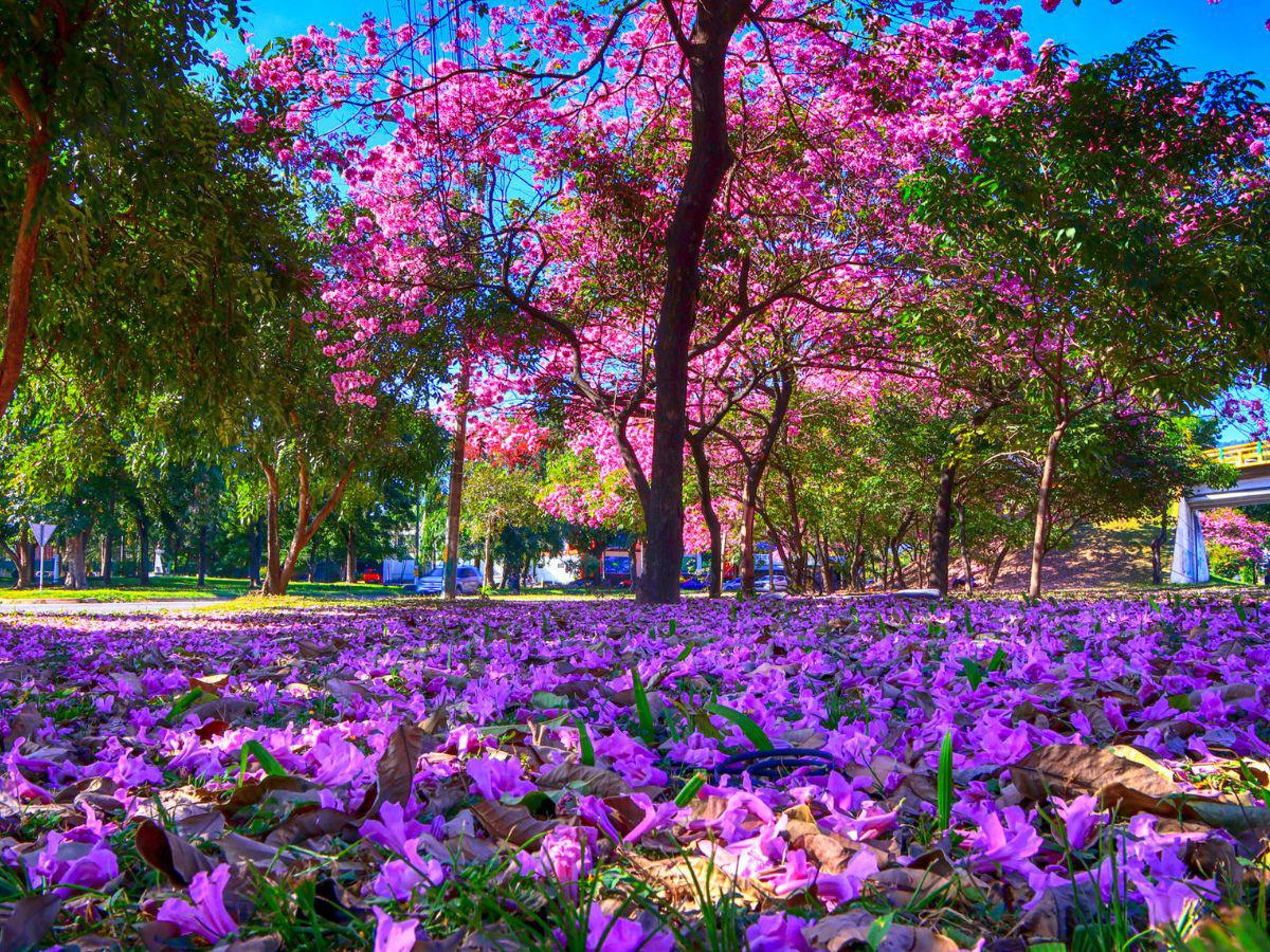 Con el estallido amarillo y rosa de los guayacanes: así lucen las calles en Centroamérica