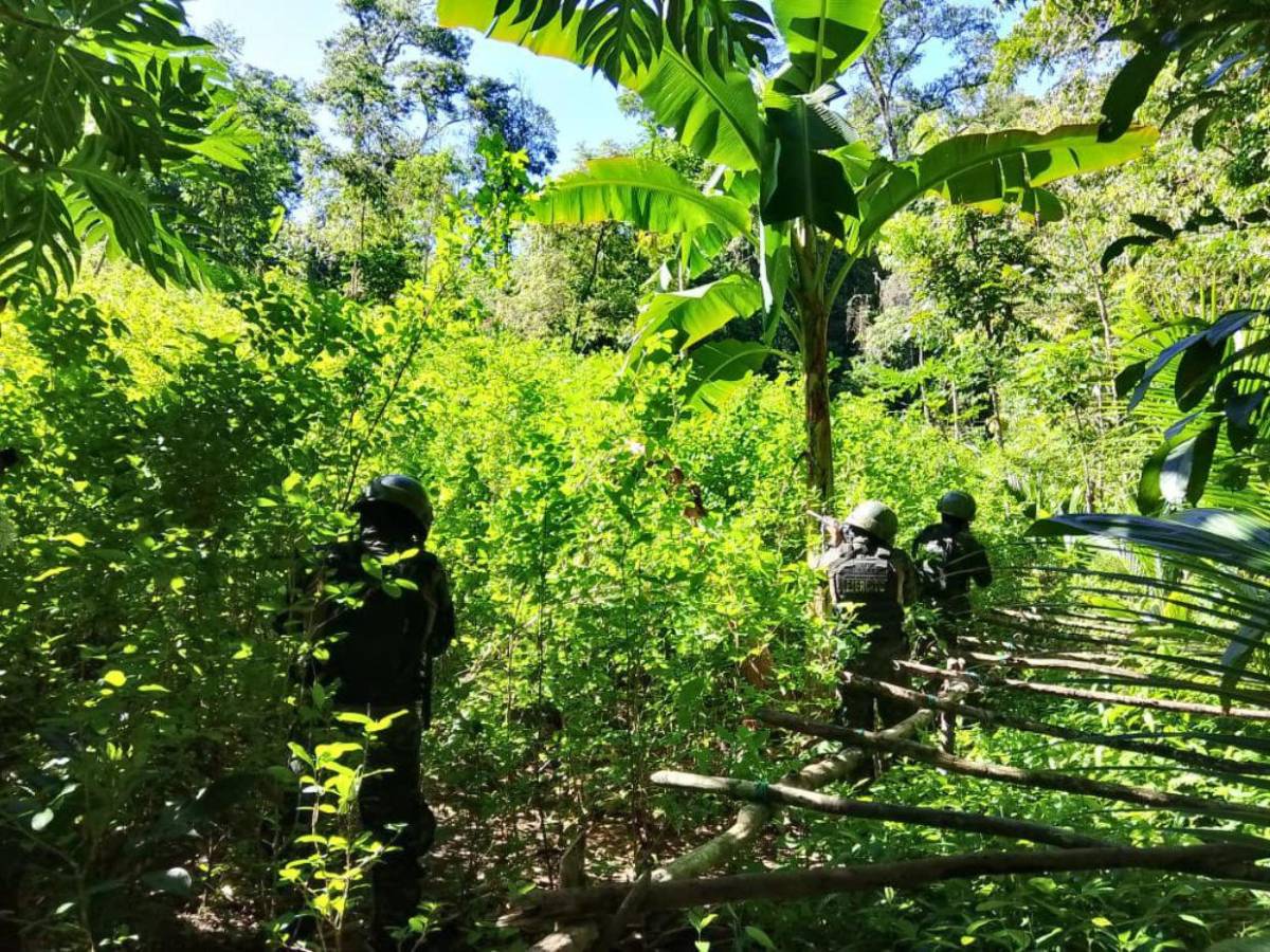 Aseguran plantación con 25 mil arbustos de hoja de coca en Bonito Oriental, Colón