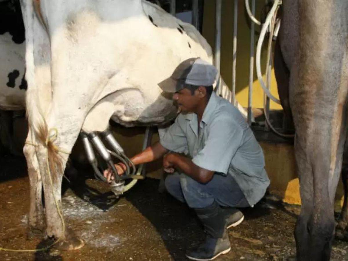 Producción interna diaria de leche baja en 800,000 litros en Honduras