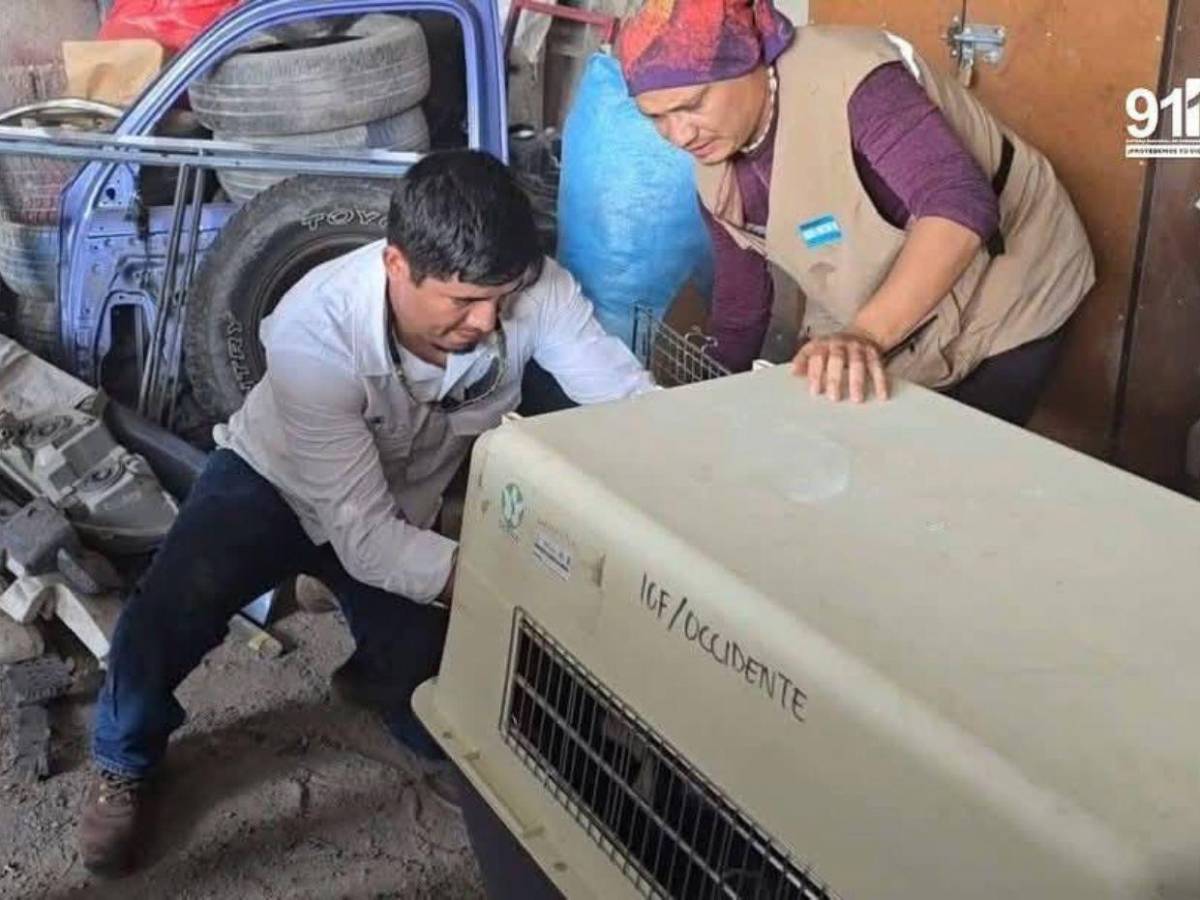 Así rescataron a mono araña que había escapado de un espacio en cautiverio en Copán