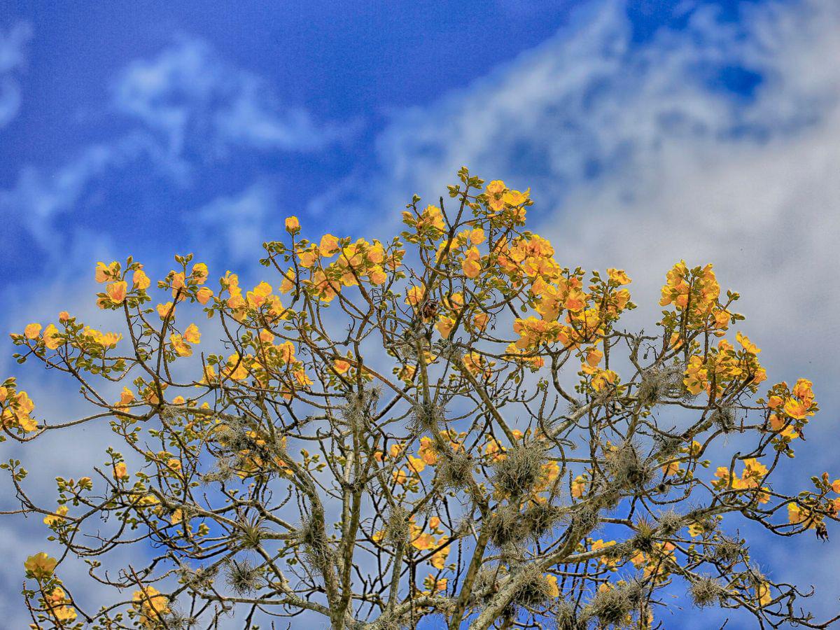 Con el estallido amarillo y rosa de los guayacanes: así lucen las calles en Centroamérica