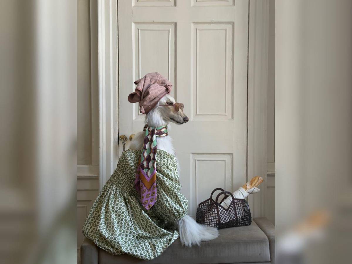 Samantha, la galga afgana que conquista las redes con su glamour de modelo