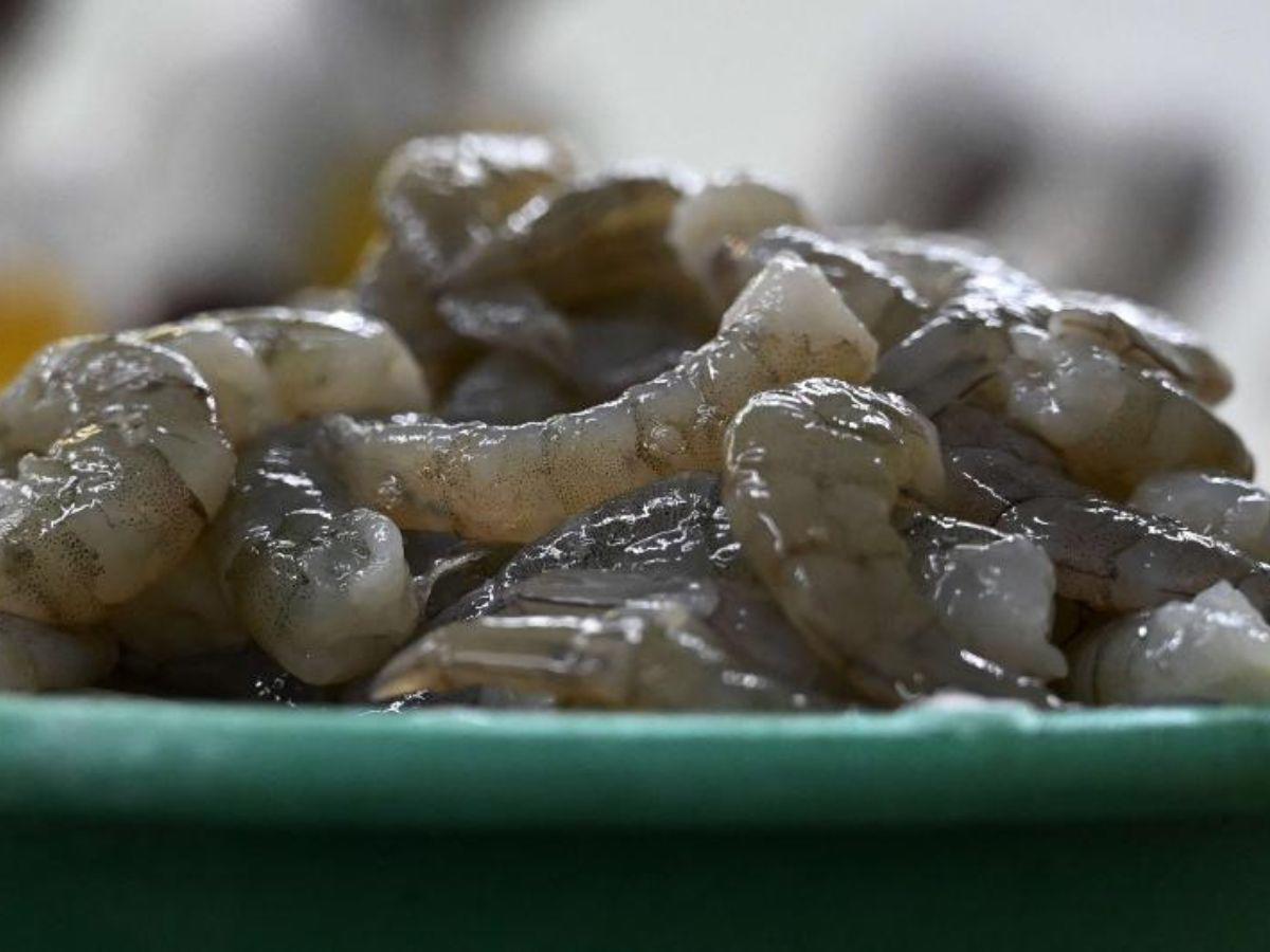 ¿Cuánto perderían al mes los camaroneros hondureños si almacenan producto?