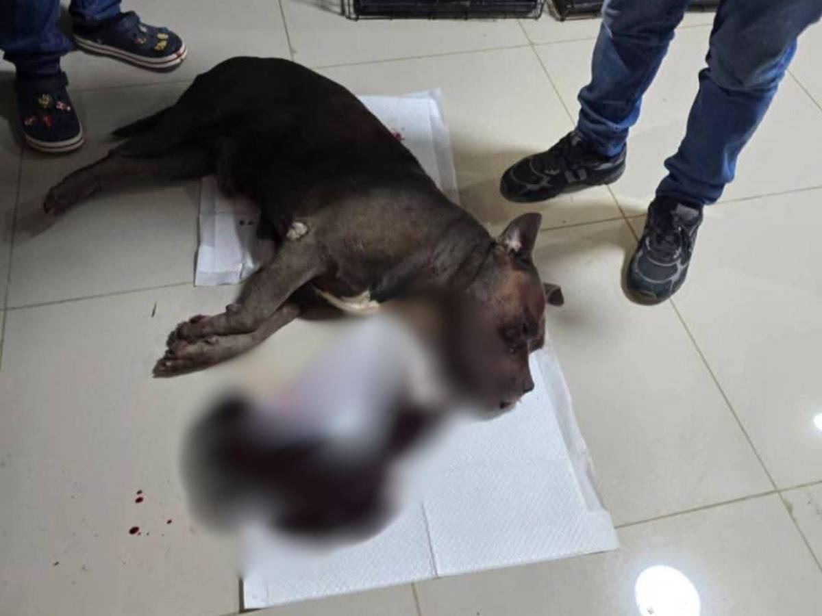 Indignación por muerte de “Chris”, el pitbull que habría sido torturado en Intibucá