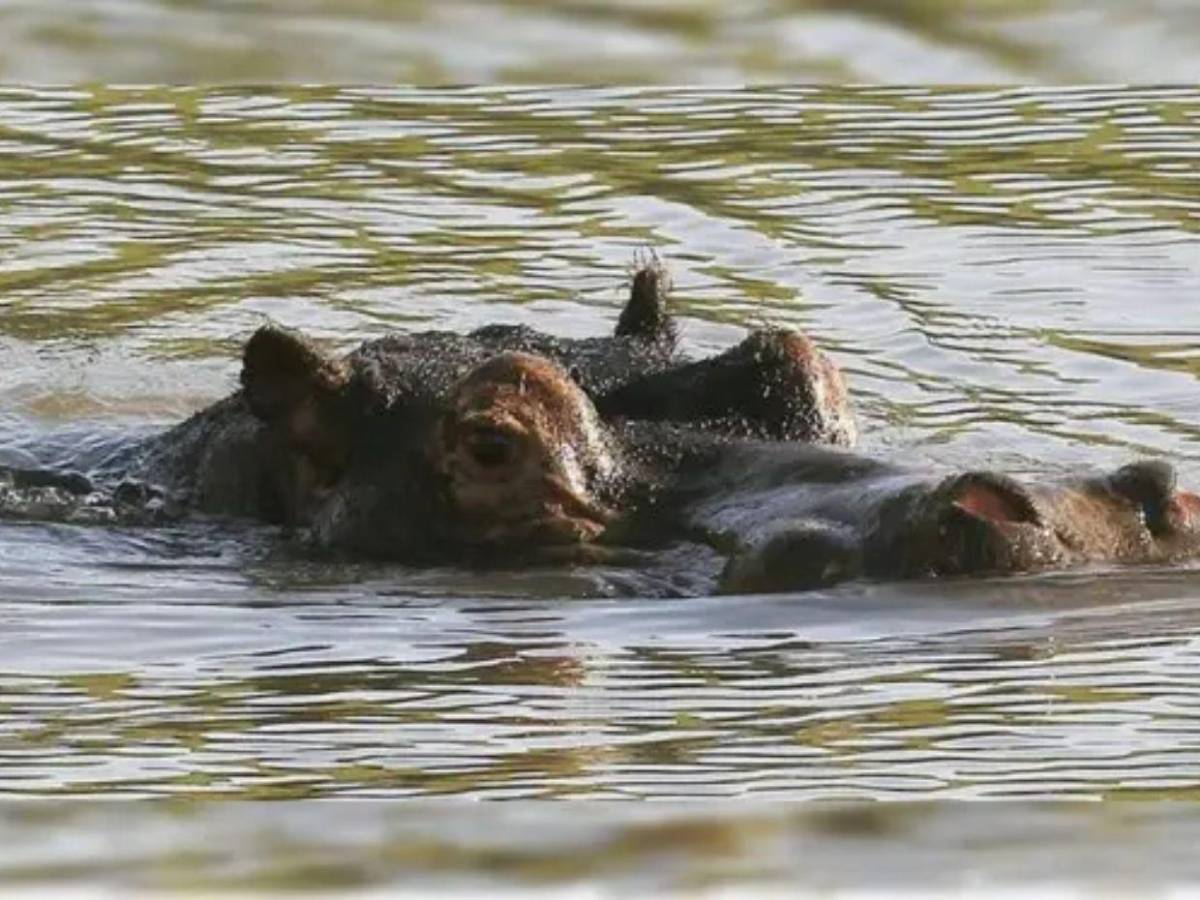 Eutanasia sin dolor: así será el proceso para controlar los hipopótamos de Pablo Escobar