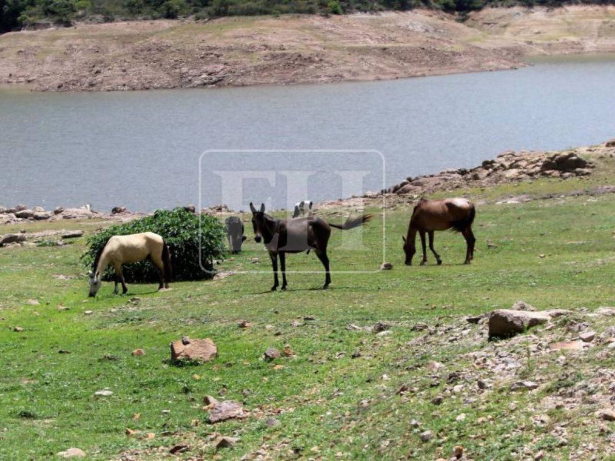 Imagen que preocupa: surge una isla en medio de la represa La Concepción ante sequía