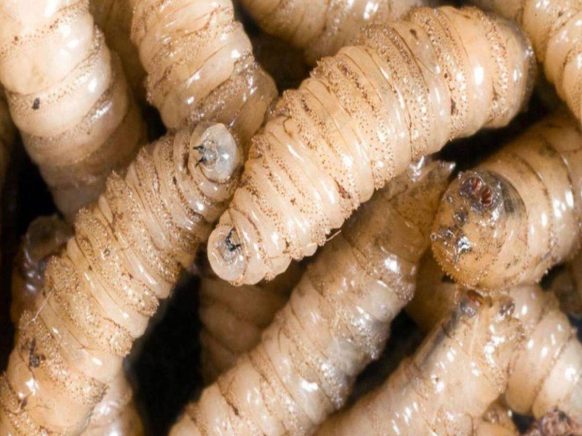 ¿Cuáles son los síntomas de la enfermedad del gusano barrenador en humanos?