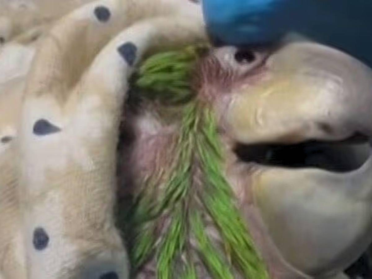 Murió Panchito, el lorito que había sido rescatado tras los terremotos en Venezuela