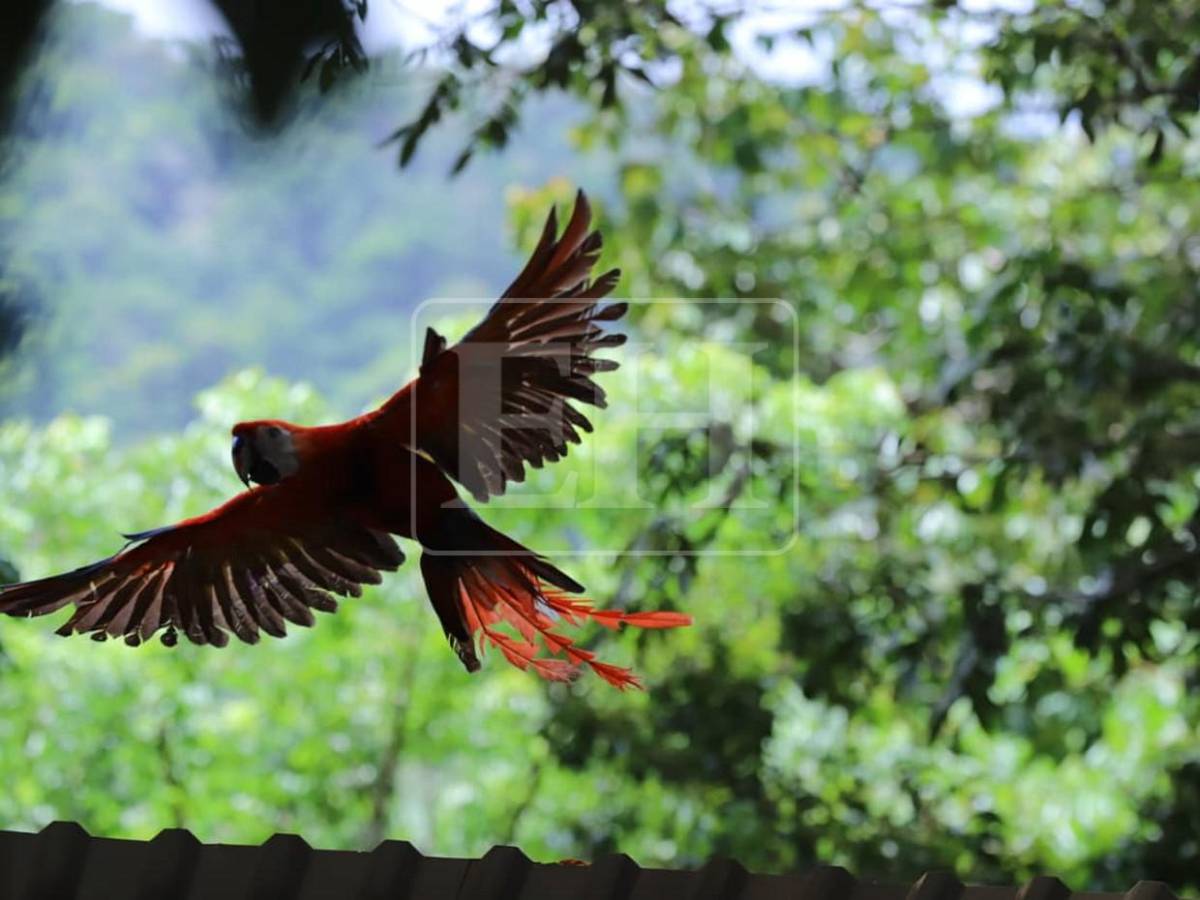 Siete Ara macaos más vuelan libres en cuenca del Río Cangrejal