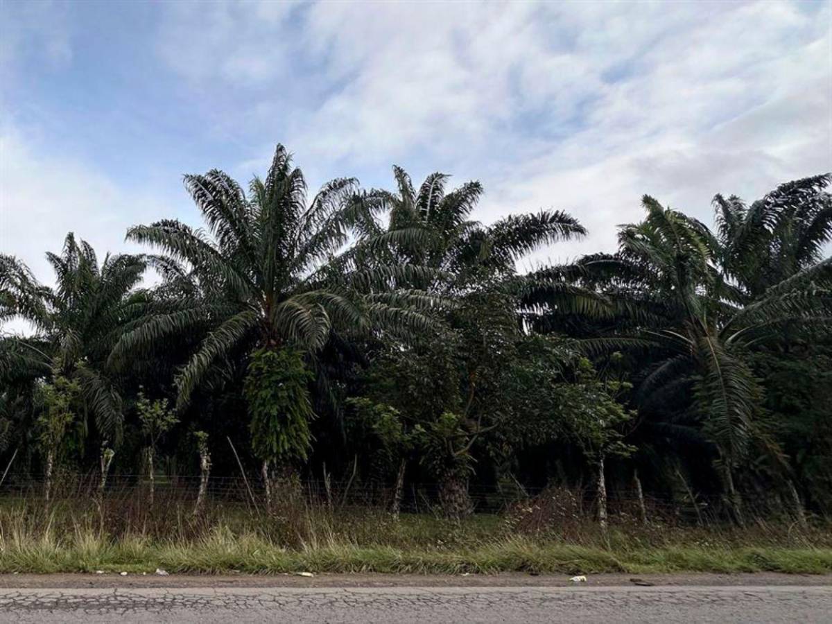 Tensión por conflicto agrario genera temor en Colón