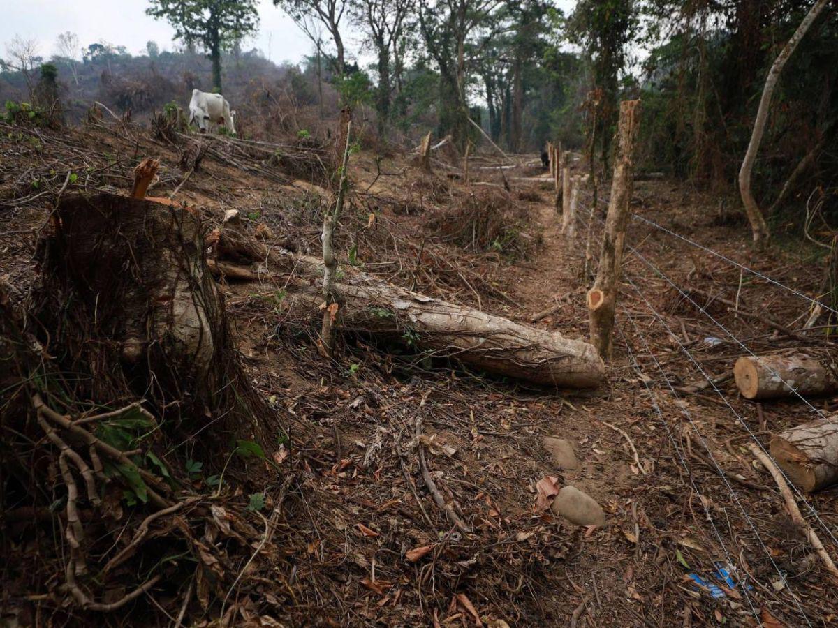 Ocupación de tierras, narcocarreteras y deforestación: conflicto en el río Plátano Ocupación de tierras, narcocarreteras y deforestación: conflicto en el río Plátano