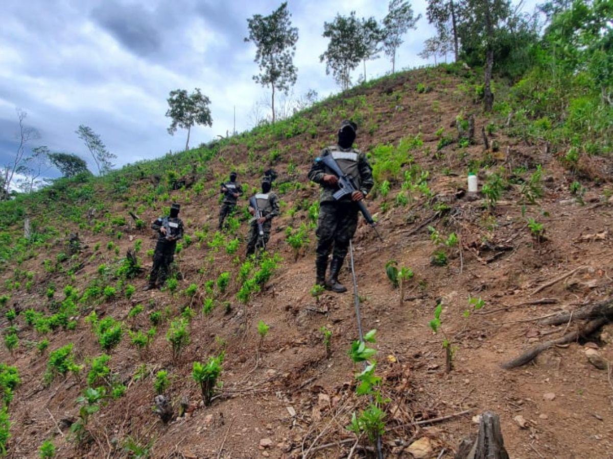 Miembros de las FFAA llegaron hasta la zona montañosa para realizar el aseguramiento de las plantaciones.