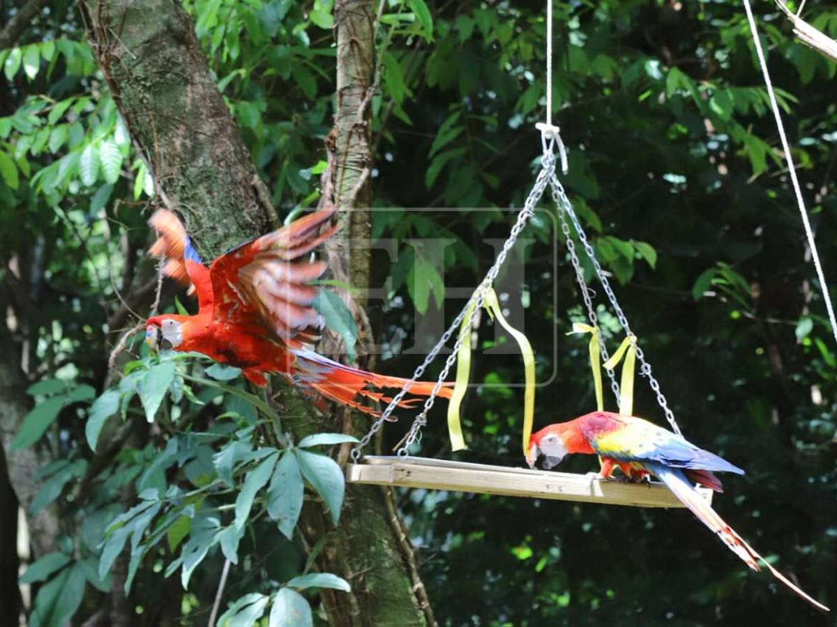 Siete Ara macaos más vuelan libres en cuenca del Río Cangrejal