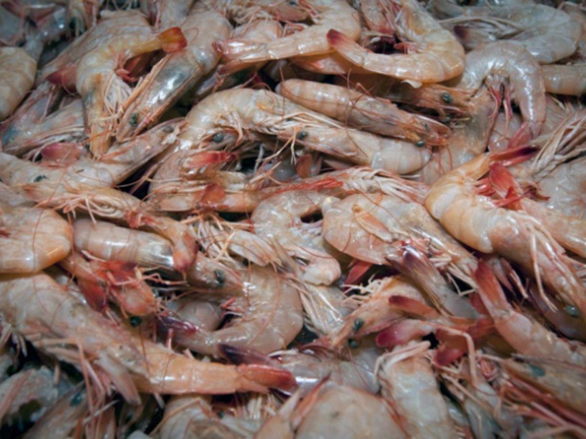 ¿Cuánto han caído las exportaciones de camarón hacia Taiwán y México?