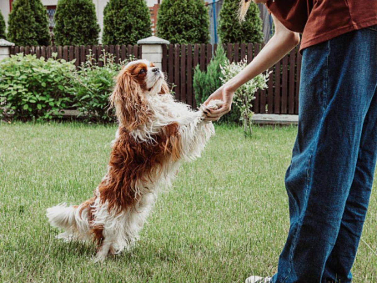 Estimular la mente de su perro será un gran aporte: ¿cómo hacerlo?