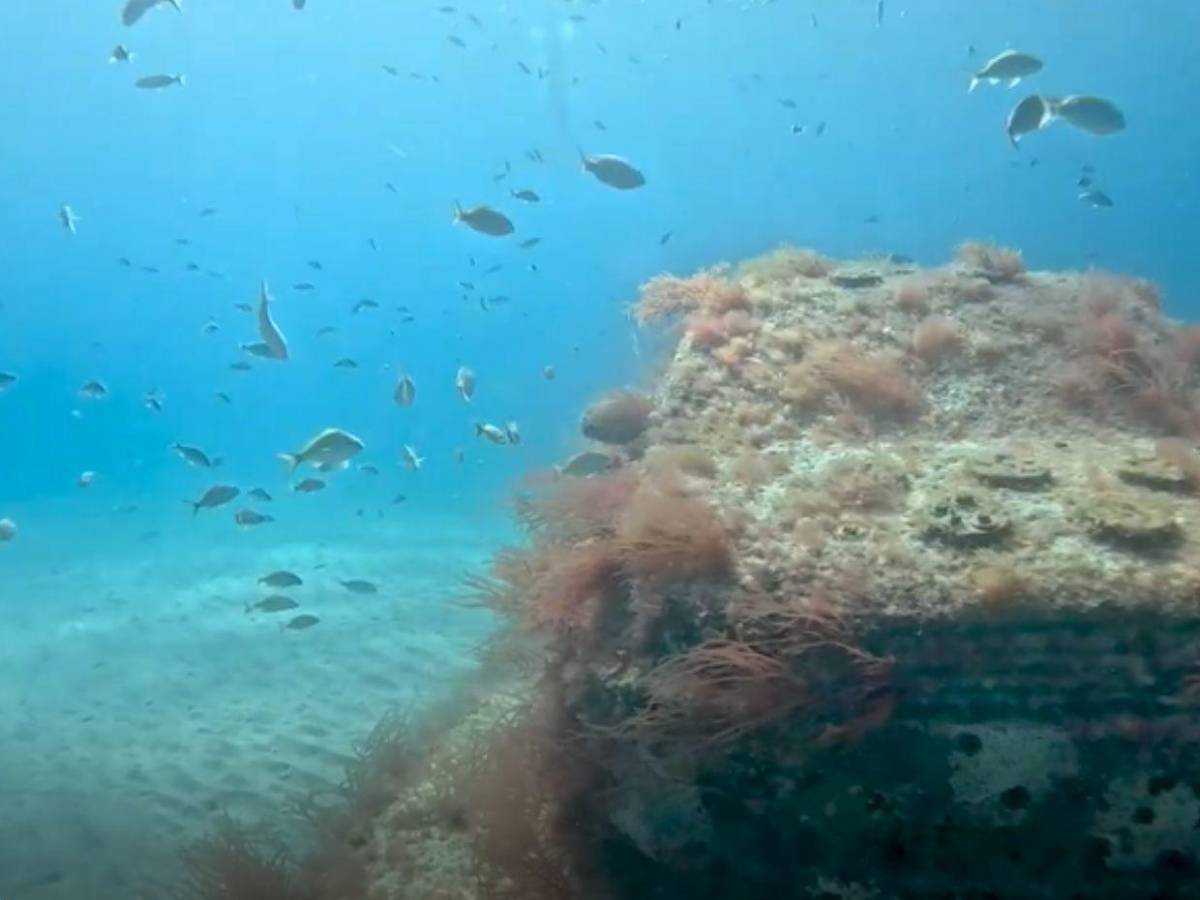 Autopista en la profundidad del mar: Miami Beach sumerge 'vehículos' para atraer fauna