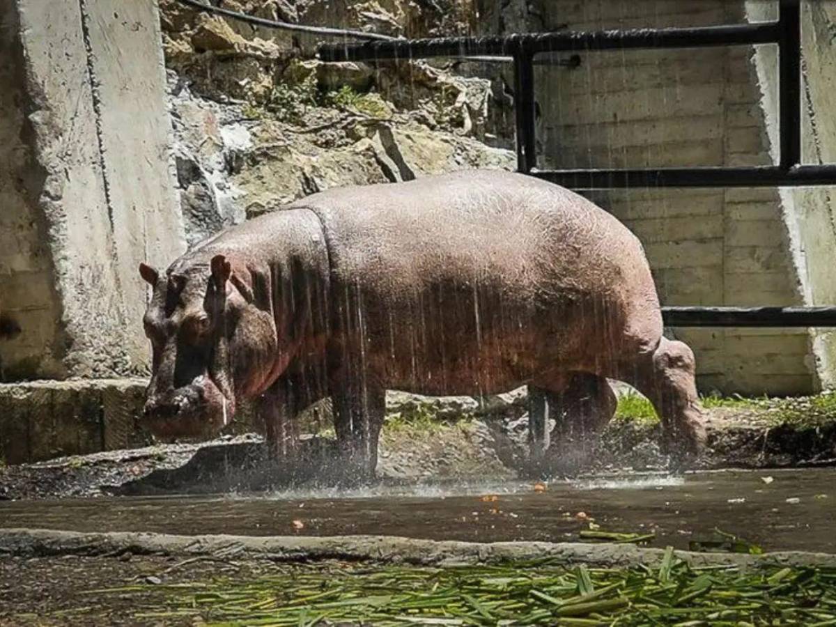 Eutanasia sin dolor: así será el proceso para controlar los hipopótamos de Pablo Escobar