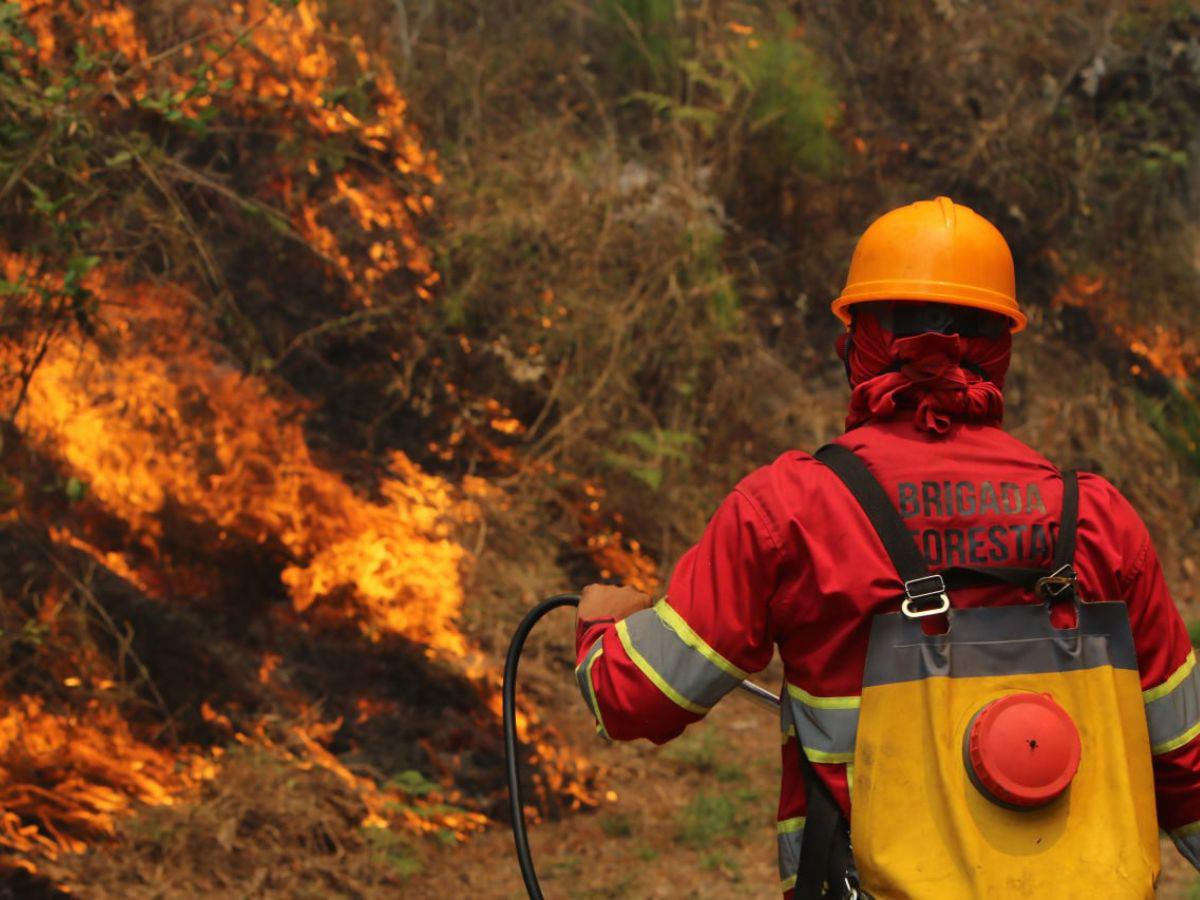 Ya hay cuatro personas denunciadas por quemar los bosques de la capital