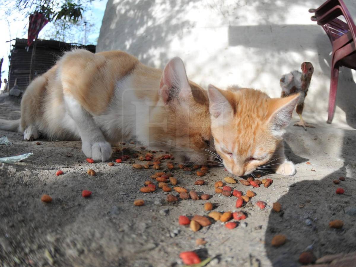 La ayuda también los abarcó: mascotas reciben alimento en el Corredor Seco