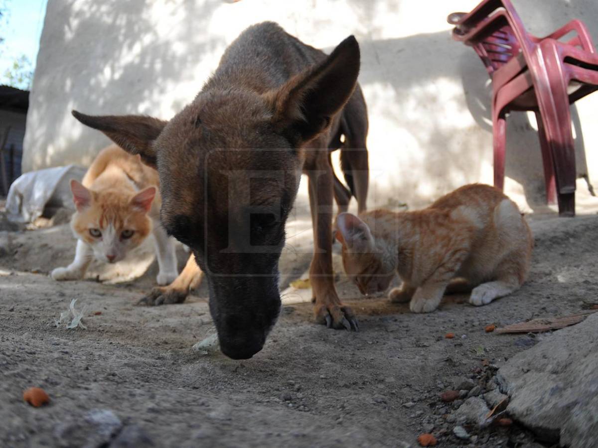 La ayuda también los abarcó: mascotas reciben alimento en el Corredor Seco