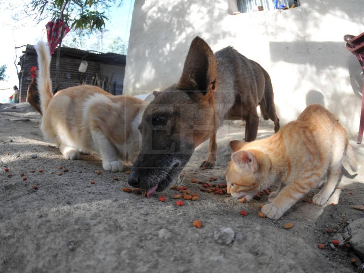 La ayuda también los abarcó: mascotas reciben alimento en el Corredor Seco