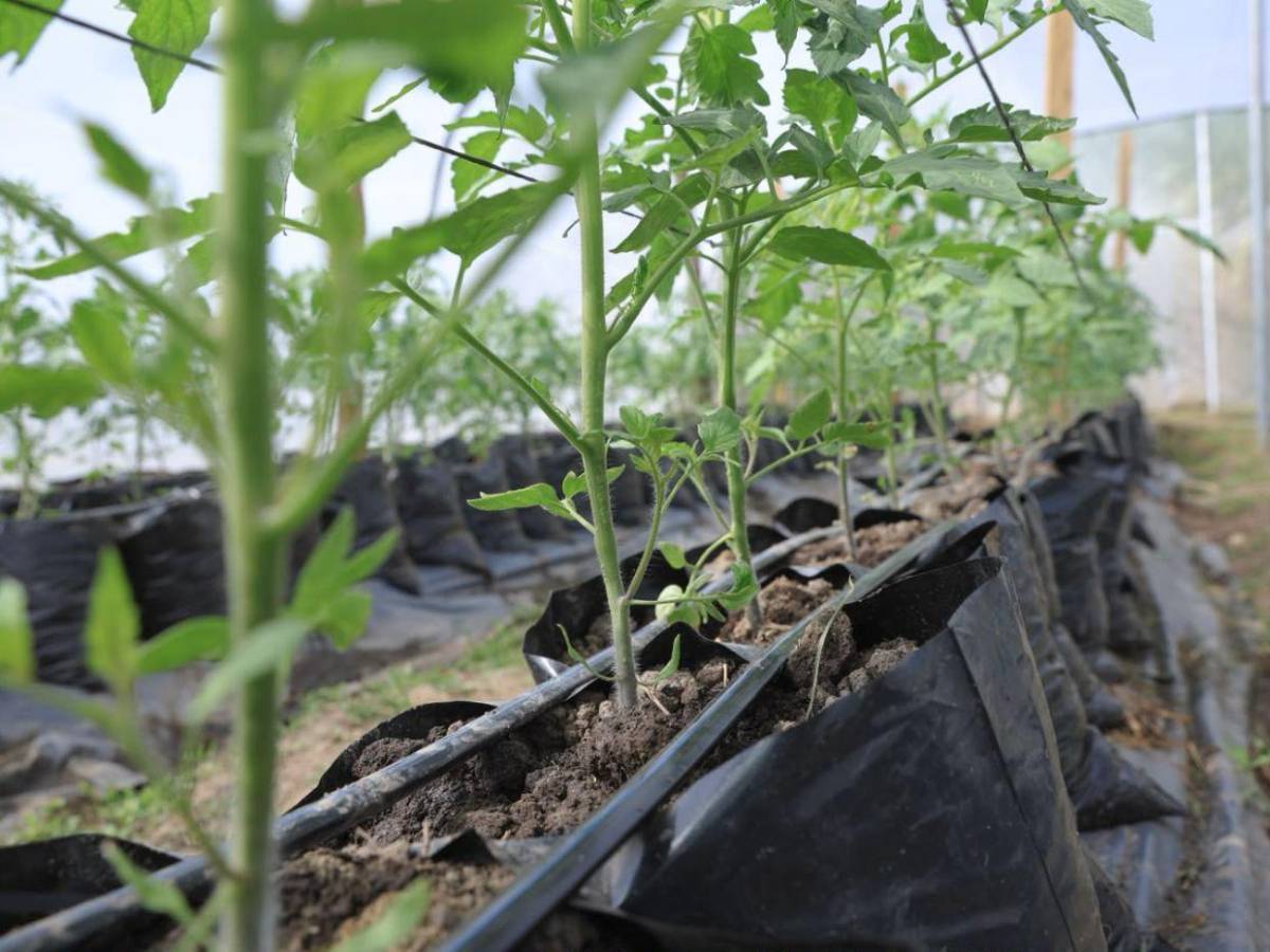 ¿Quiénes podrán acceder al nuevo proyecto agrícola de L455 millones anunciado por Nasry Asfura?
