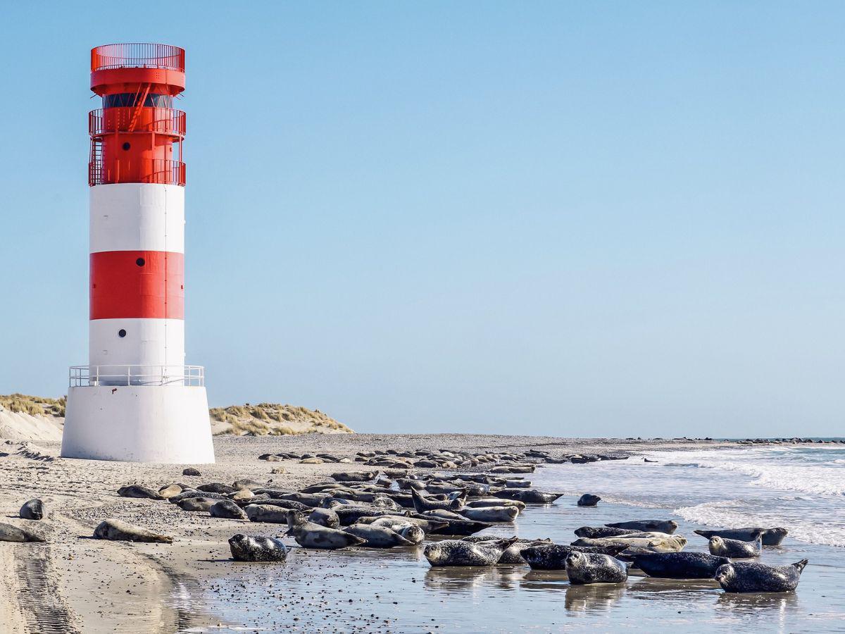 Al menos 2,500 focas muertas fueron encontradas a lo largo de las playas de Rusia