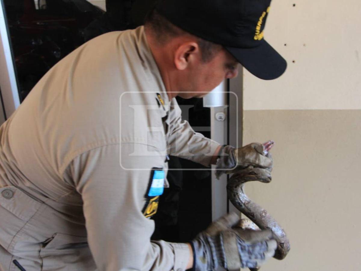 Salió de la aduana de EE UU y llegó a yonker de El Carrizal: Boa será liberada en el Cerro Juana Laínez