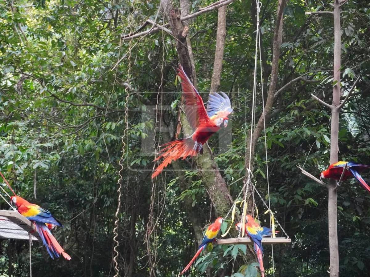 Guacamayas rojas surcan los cielos de La Ceiba, tras más de 60 años de ausencia