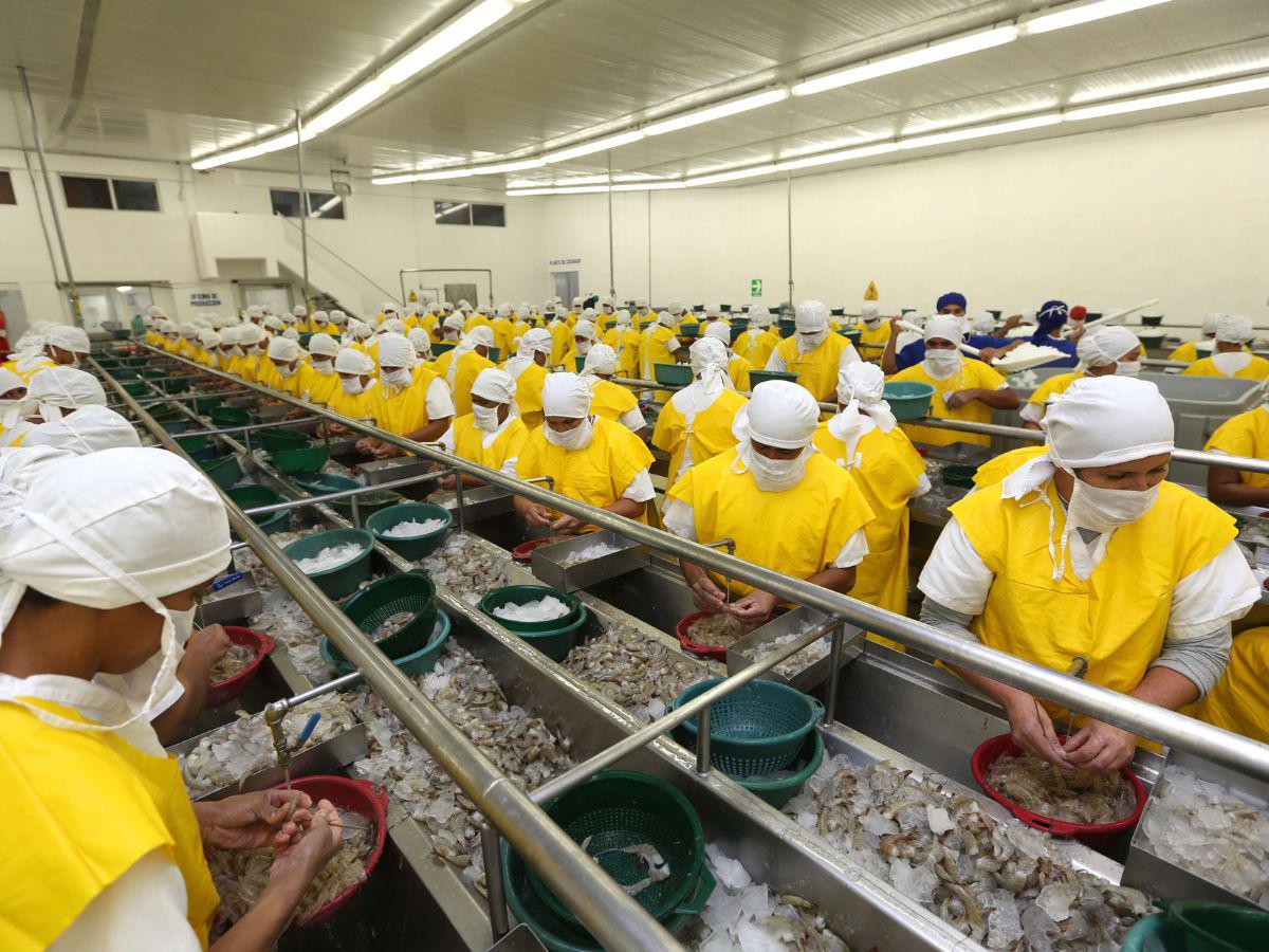 Productores esperan seguir exportando camarón hacia Taiwán